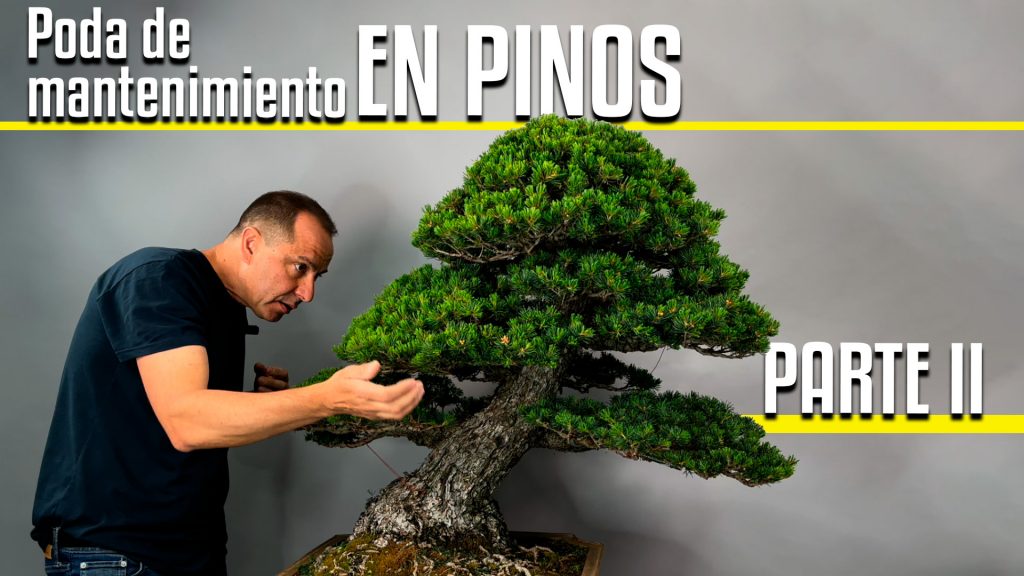 Video tutorial para aprender a hacer una poda de mantenimiento en pinos