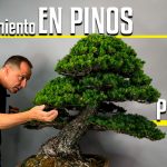 Video tutorial para aprender a hacer una poda de mantenimiento en pinos