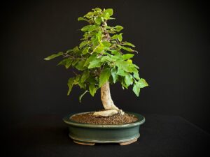 24N-9003 CARPINUS TURCZANINOWII