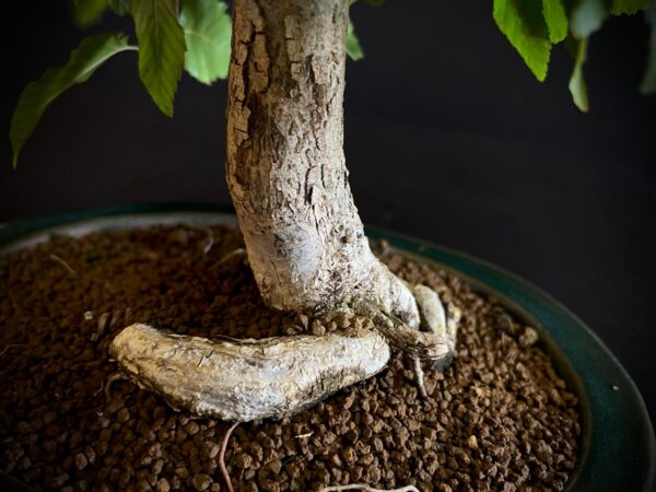 24N-9003 CARPINUS TURCZANINOWII