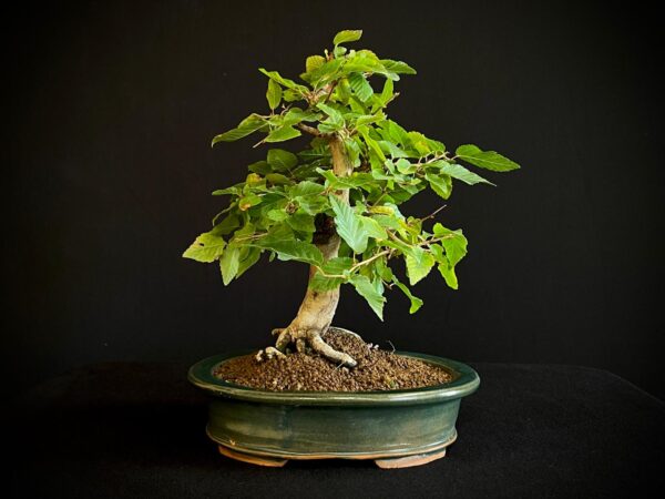 24N-9003 CARPINUS TURCZANINOWII