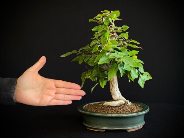 24N-9003 CARPINUS TURCZANINOWII