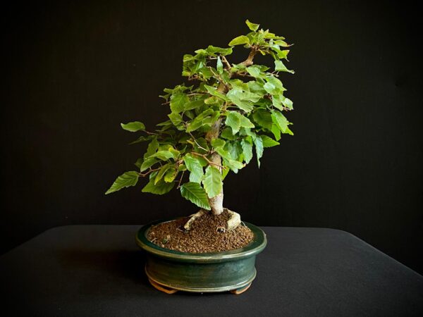 24N-9003 CARPINUS TURCZANINOWII