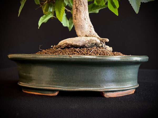 24N-9003 CARPINUS TURCZANINOWII
