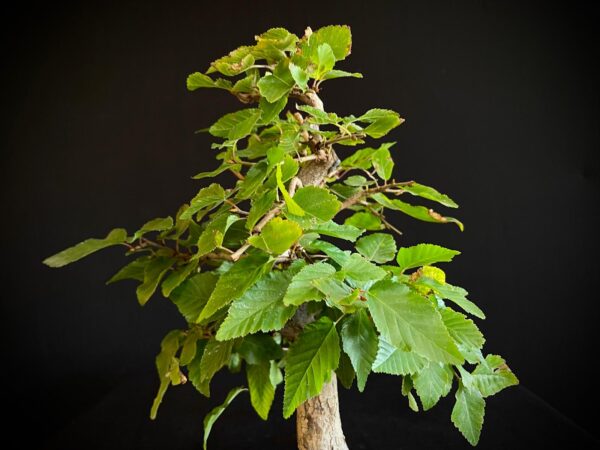 24N-9003 CARPINUS TURCZANINOWII