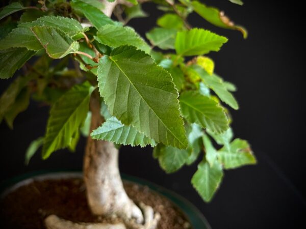 24N-9003 CARPINUS TURCZANINOWII