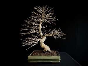 24N-9010 CARPINUS TURCZANINOWII
