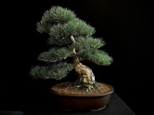 24N-9011 PINUS PENTAPHYLLA