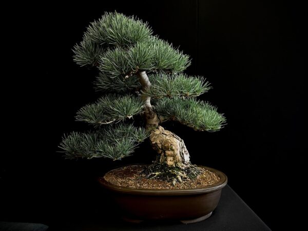 24N-9011 PINUS PENTAPHYLLA