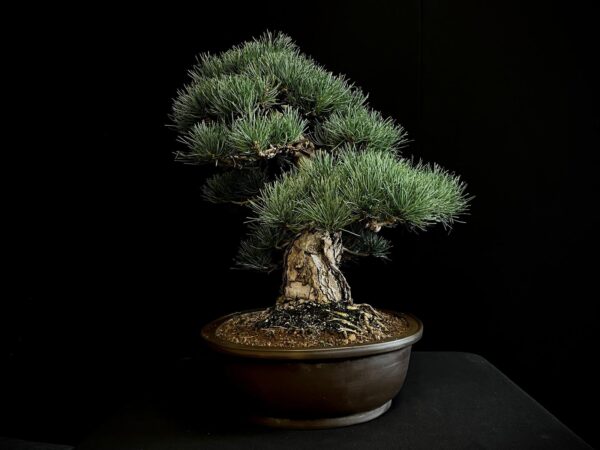 24N-9011 PINUS PENTAPHYLLA