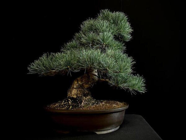 24N-9011 PINUS PENTAPHYLLA