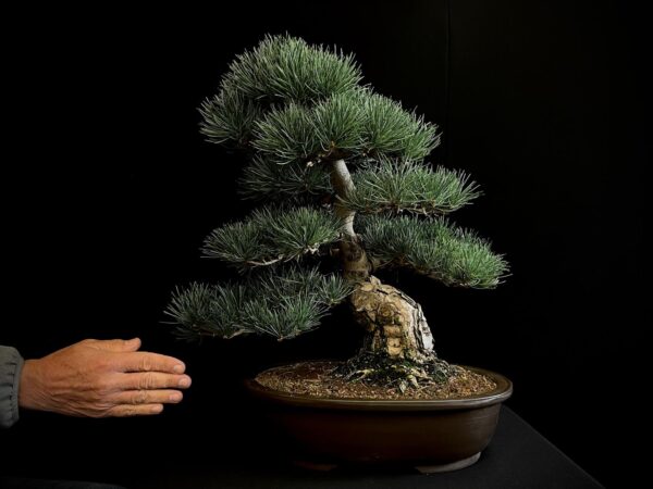 24N-9011 PINUS PENTAPHYLLA