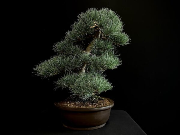 24N-9011 PINUS PENTAPHYLLA