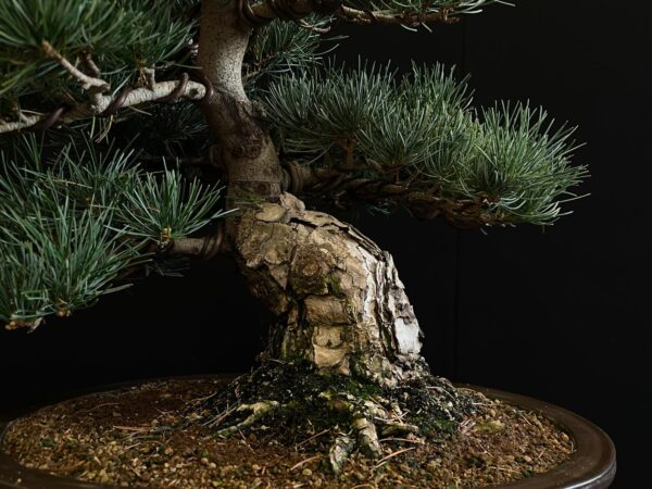 24N-9011 PINUS PENTAPHYLLA