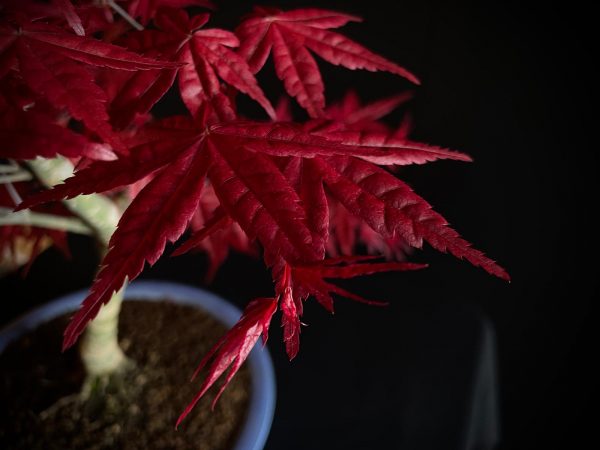 24N-9012 ACER PALMATUM DESHOJO