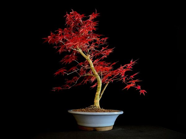 24N-9012 ACER PALMATUM DESHOJO