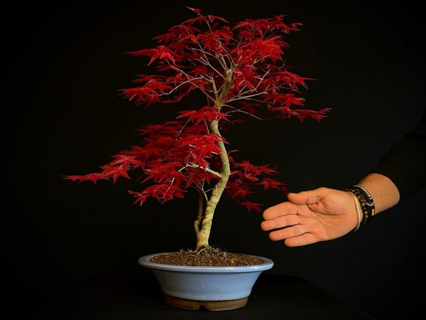 24N-9012 ACER PALMATUM DESHOJO