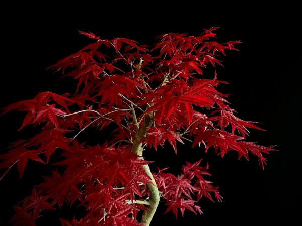24N-9012 ACER PALMATUM DESHOJO