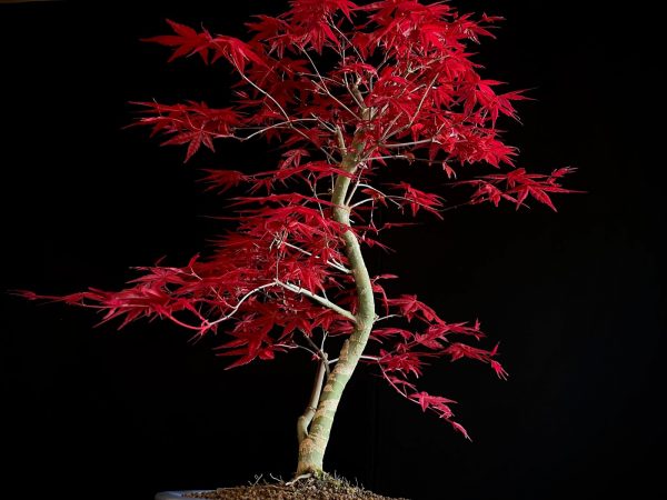 24N-9012 ACER PALMATUM DESHOJO