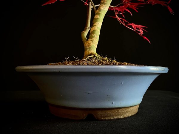 24N-9012 ACER PALMATUM DESHOJO