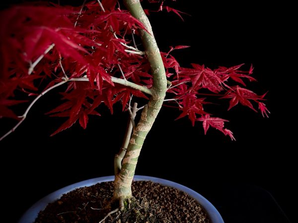 24N-9012 ACER PALMATUM DESHOJO