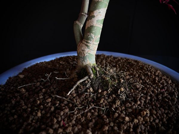 24N-9012 ACER PALMATUM DESHOJO