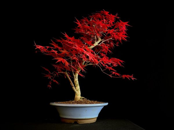 24N-9012 ACER PALMATUM DESHOJO
