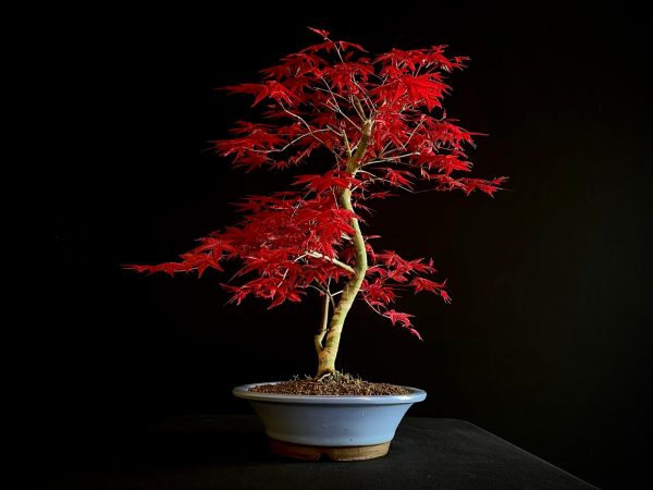 24N-9012 ACER PALMATUM DESHOJO