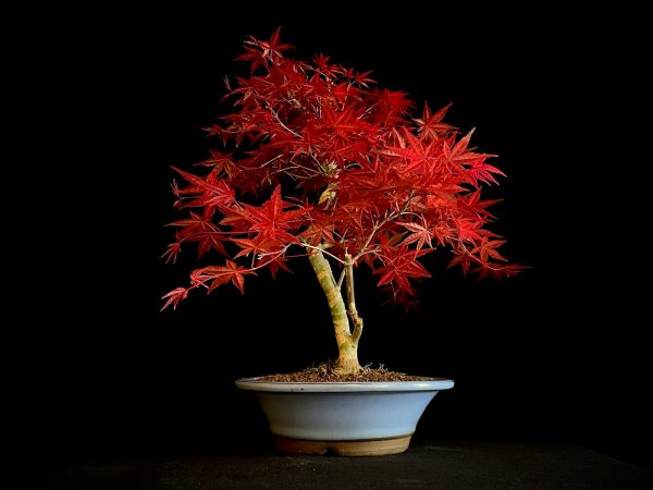 24N-9012 ACER PALMATUM DESHOJO