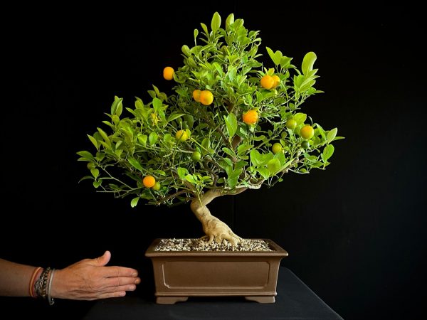 24N-9030 CITRUS CALAMONDIN