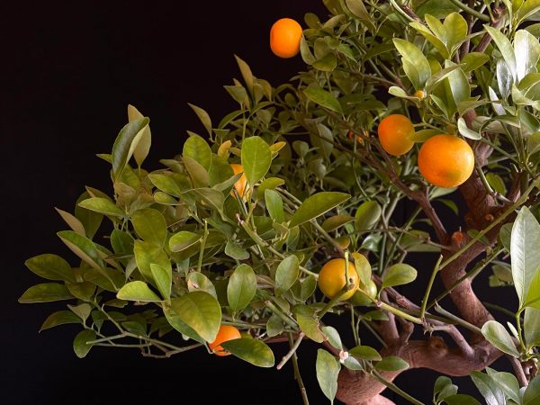 24N-9030 CITRUS CALAMONDIN