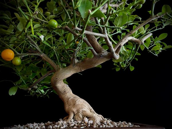 24N-9030 CITRUS CALAMONDIN