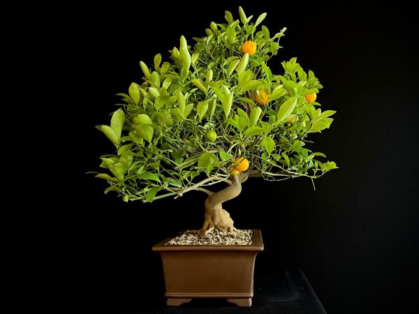 24N-9030 CITRUS CALAMONDIN