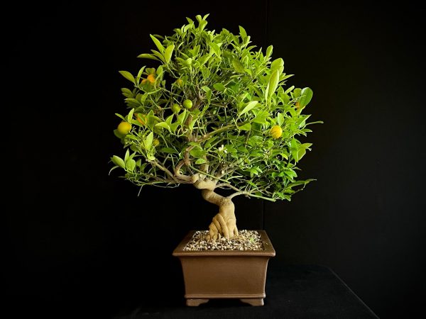 24N-9030 CITRUS CALAMONDIN