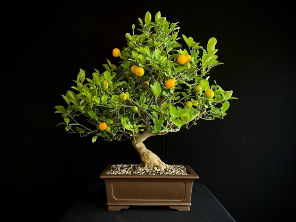 24N-9030 CITRUS CALAMONDIN