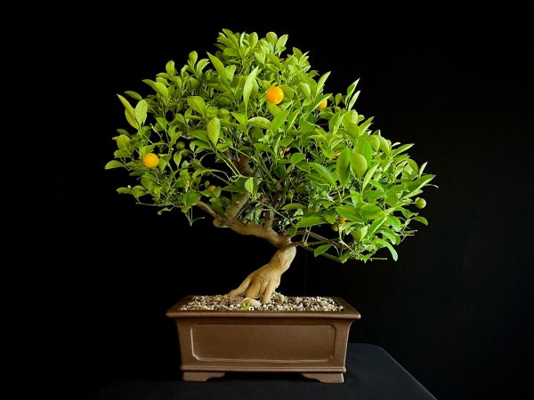24N-9030 CITRUS CALAMONDIN