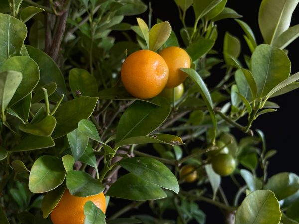 24N-9030 CITRUS CALAMONDIN