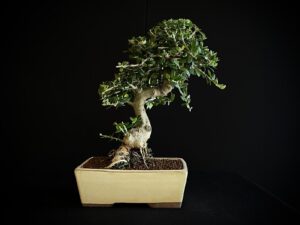 24N-9035 OLEA EUROPEA SYLVESTRIS