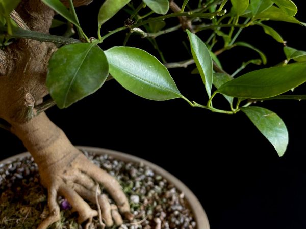 24N-9064 CITRUS CALAMONDIN