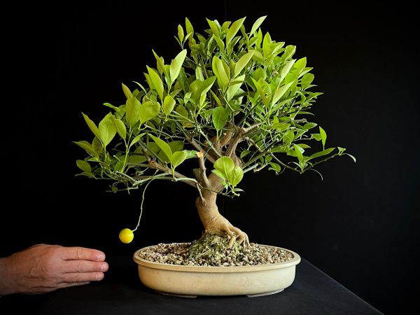 24N-9064 CITRUS CALAMONDIN