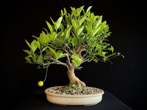 24N-9064 CITRUS CALAMONDIN
