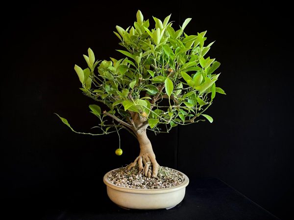 24N-9064 CITRUS CALAMONDIN