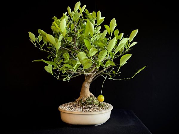 24N-9064 CITRUS CALAMONDIN