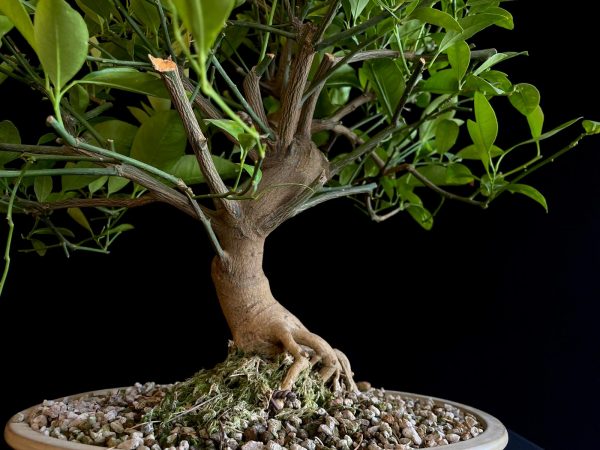 24N-9064 CITRUS CALAMONDIN