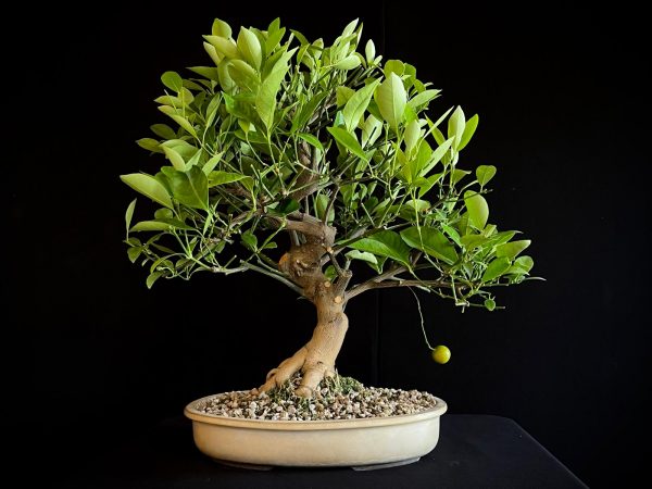 24N-9064 CITRUS CALAMONDIN