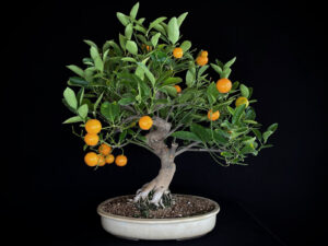 CITRUS CALAMONDIN