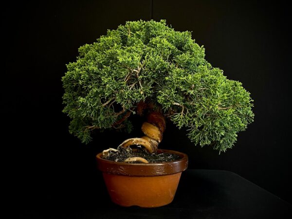 24N-9065 JUNIPERUS CHINENSIS