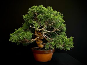 24N-9065 JUNIPERUS CHINENSIS