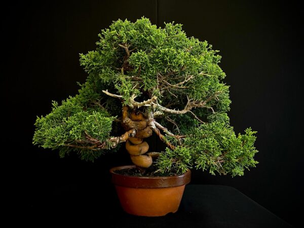 24N-9065 JUNIPERUS CHINENSIS