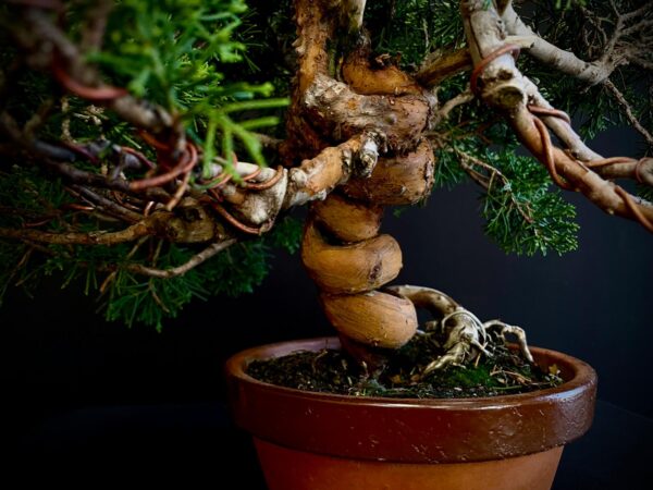 24N-9065 JUNIPERUS CHINENSIS